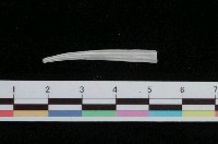 藏品(八角象牙貝)的圖片